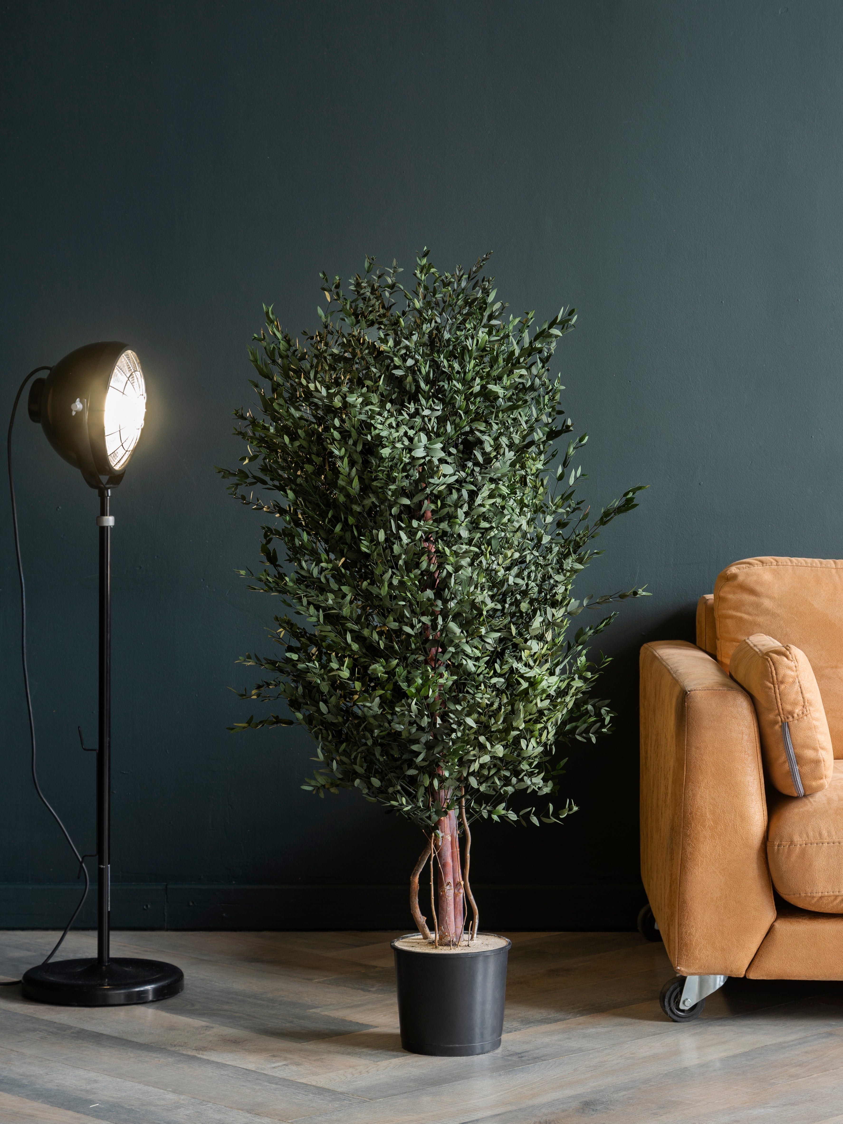 Стабілізоване інтер'єрне дерево Евкаліпт Парвіфолія