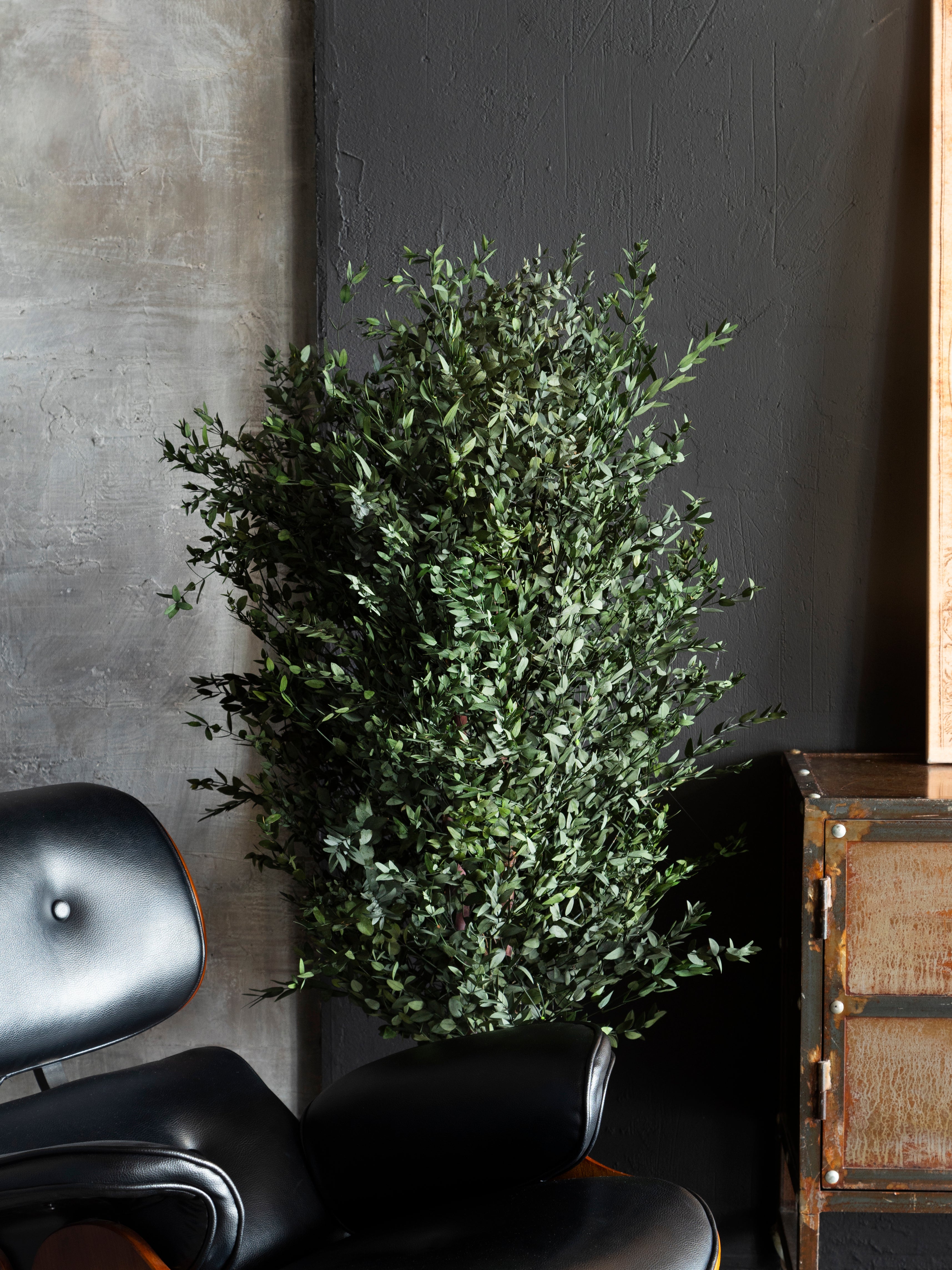 Стабілізоване інтер'єрне дерево Евкаліпт Парвіфолія