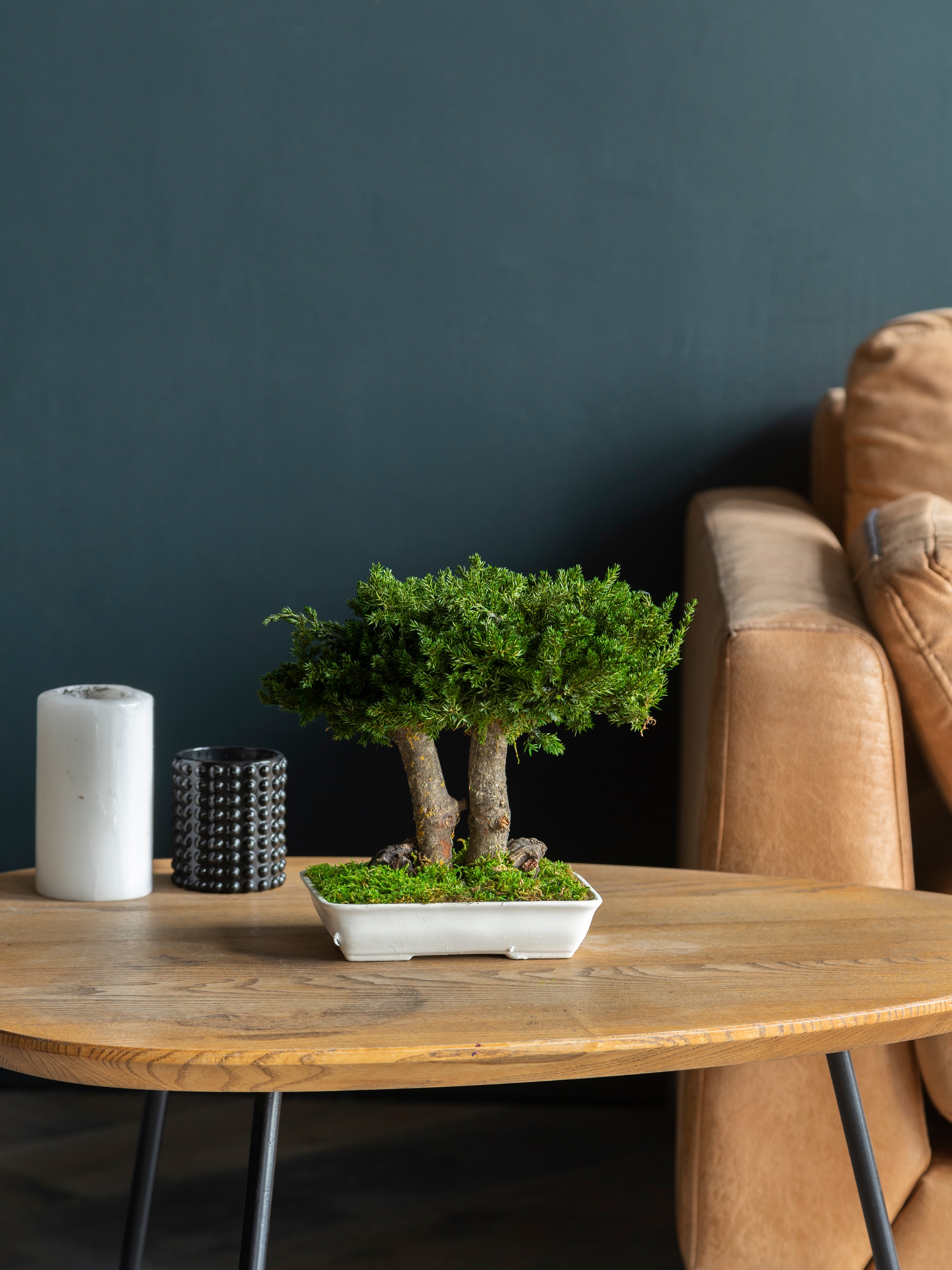 Стабілізоване дерево Бонсай з ялівця