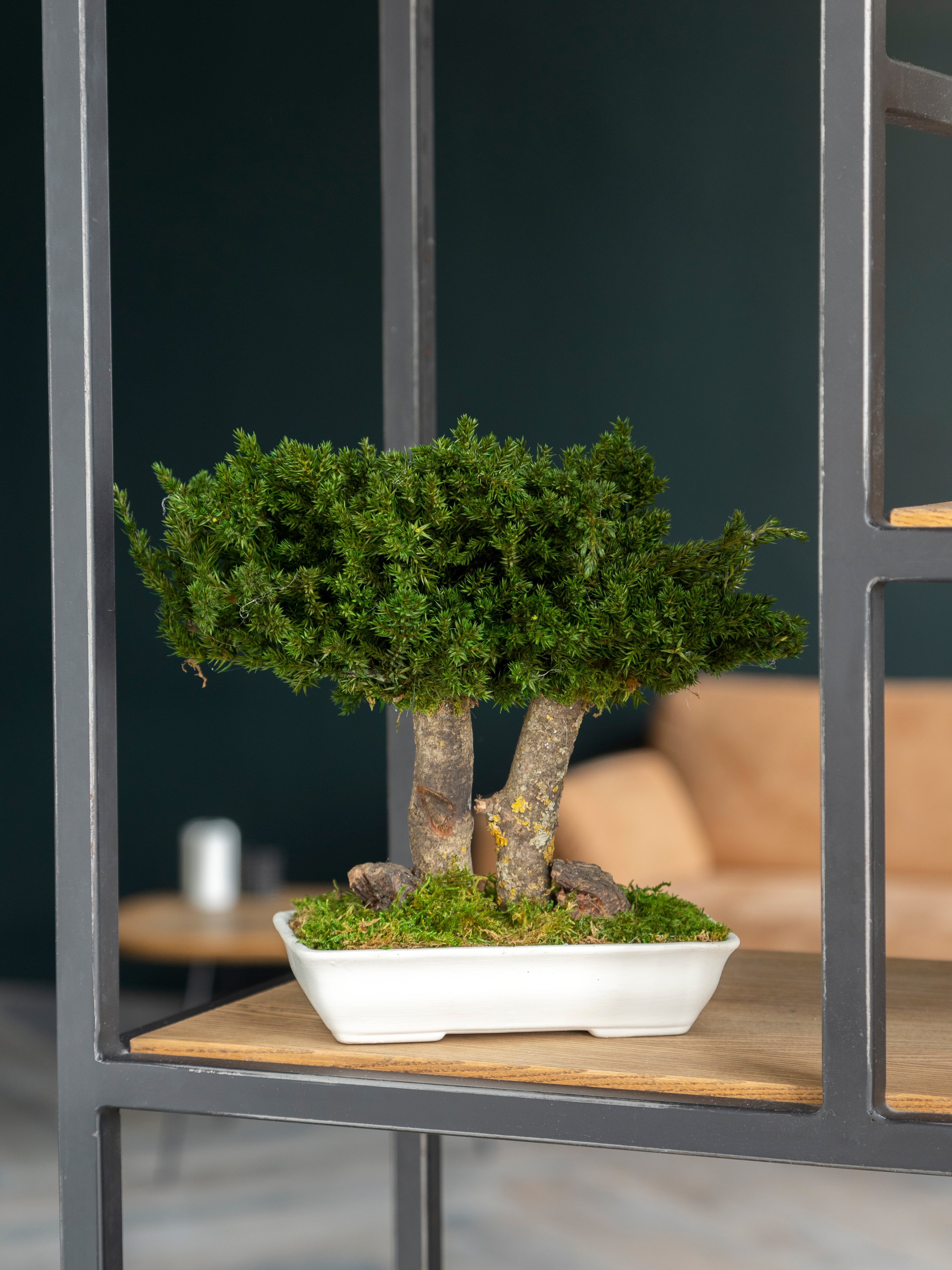Стабілізоване дерево Бонсай з ялівця