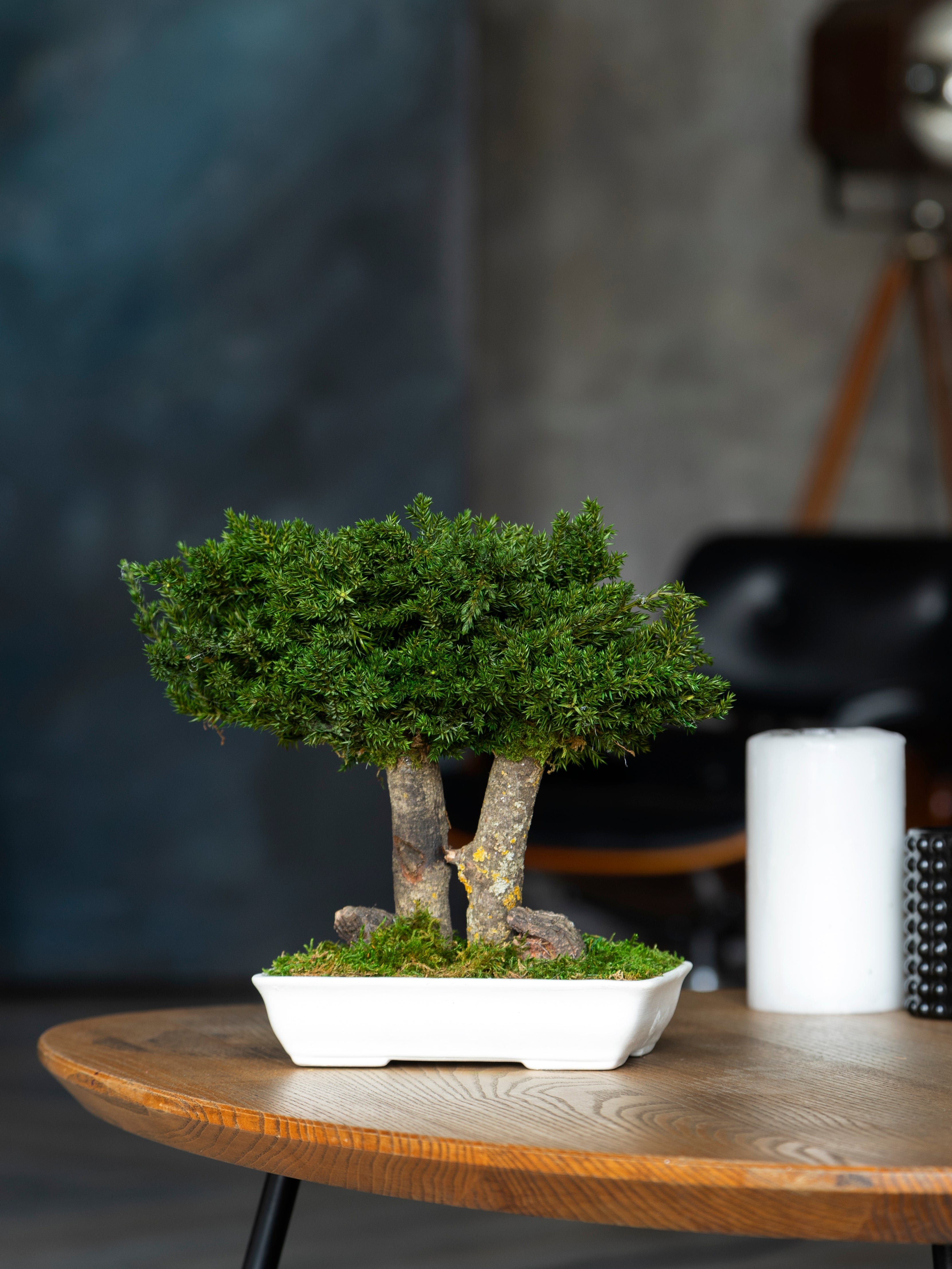 Стабілізоване дерево Бонсай з ялівця