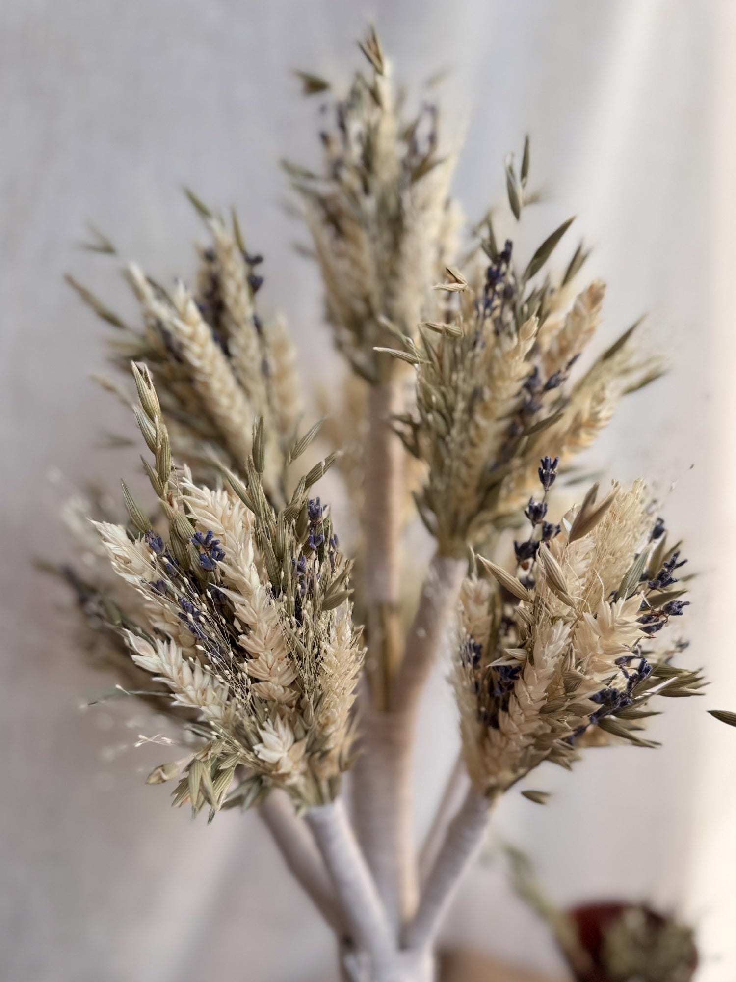 Дідух лавандовий