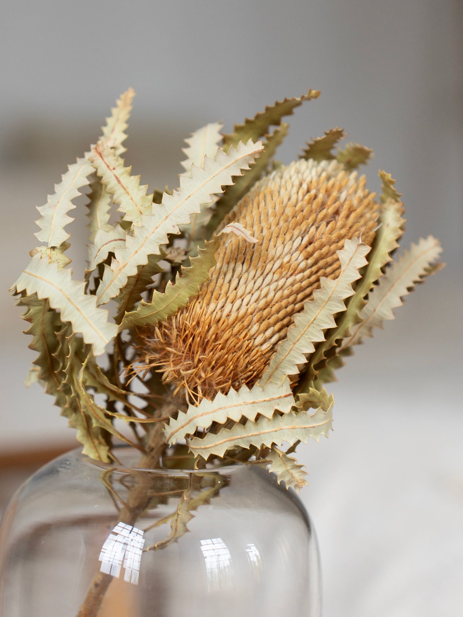 Натуральная банксия в прозрачной вазе